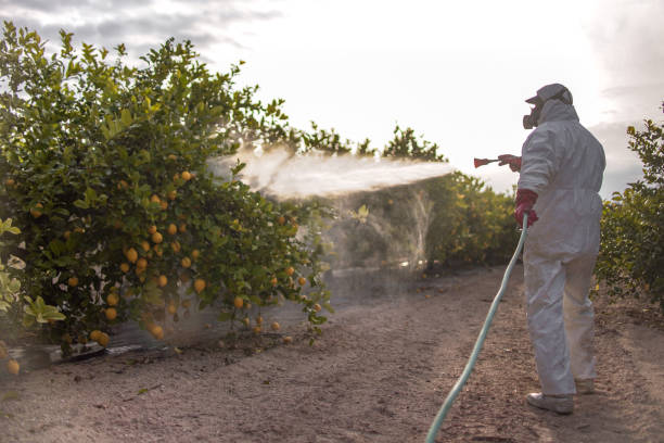 Bird Control in Mather, CA