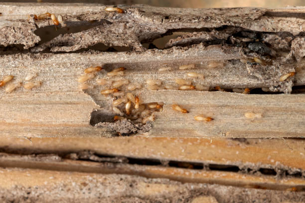 Best Wasp Removal Services  in Mather, CA