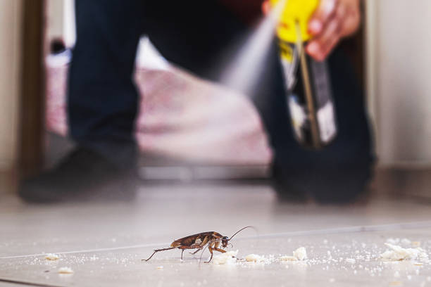 Best Flea Control Services  in Mather, CA